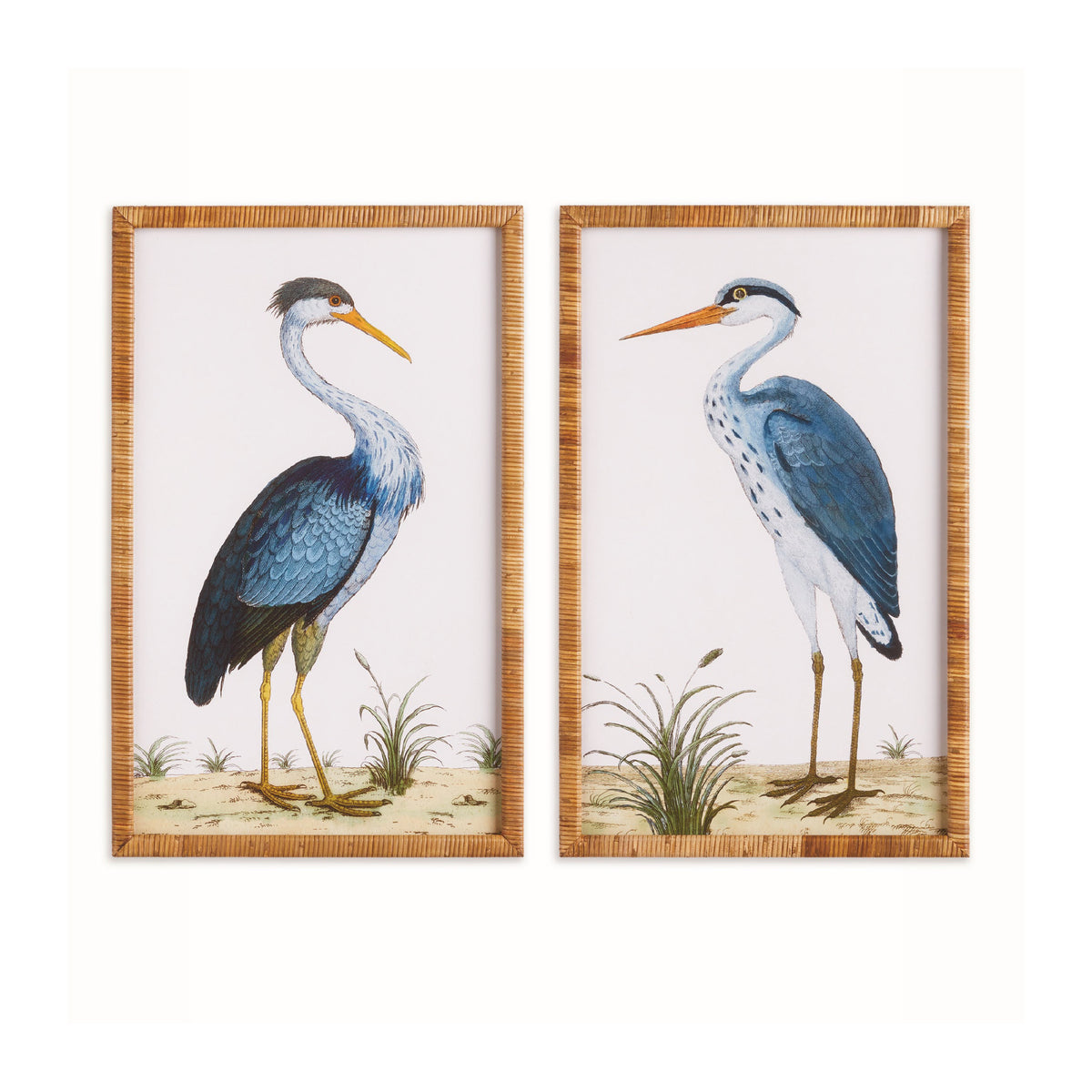 Two framed illustrations of herons on a white background