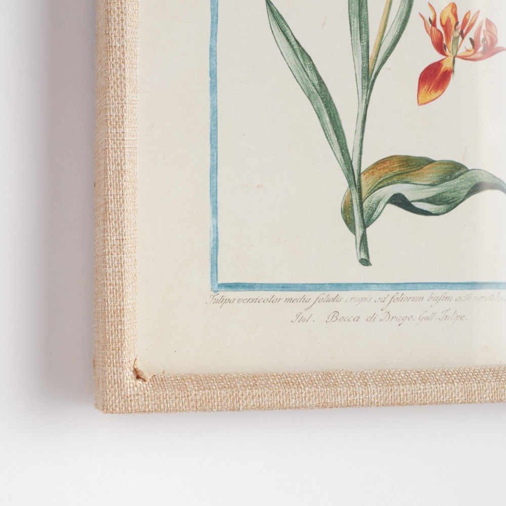 Framed botanical illustration of a flower on a white background