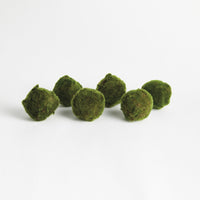 Six green moss balls on a white background