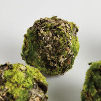 Close-up of a moss-covered orbs on a light gray background