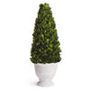 cone green topiary boxwood white vase