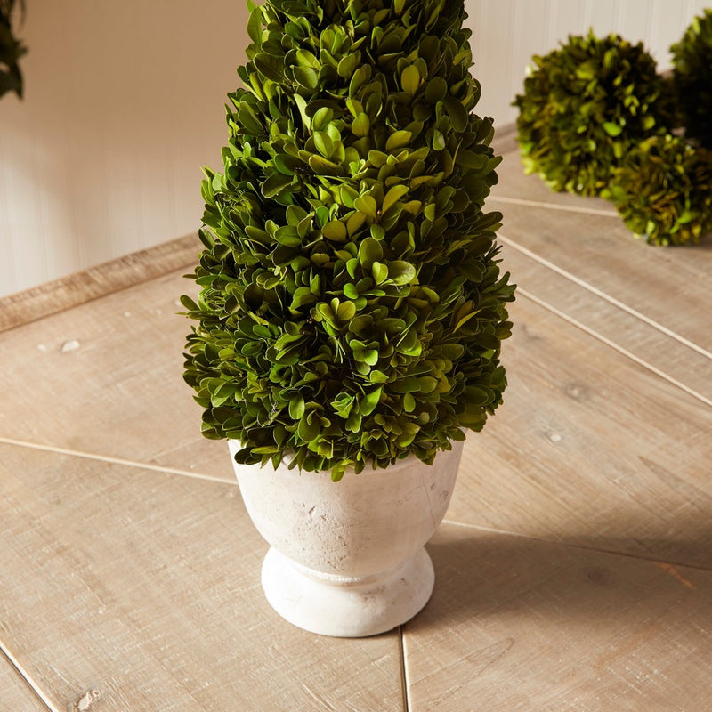 cone green topiary boxwood white vase