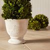 cone green topiary boxwood white vase