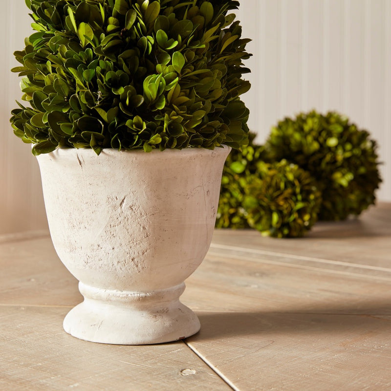 cone green topiary boxwood white vase
