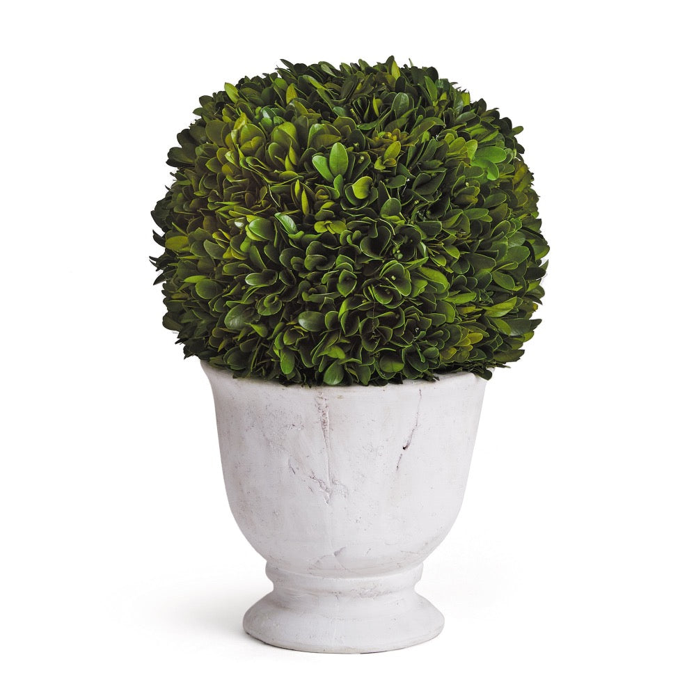 large round green topiary boxwood white vase