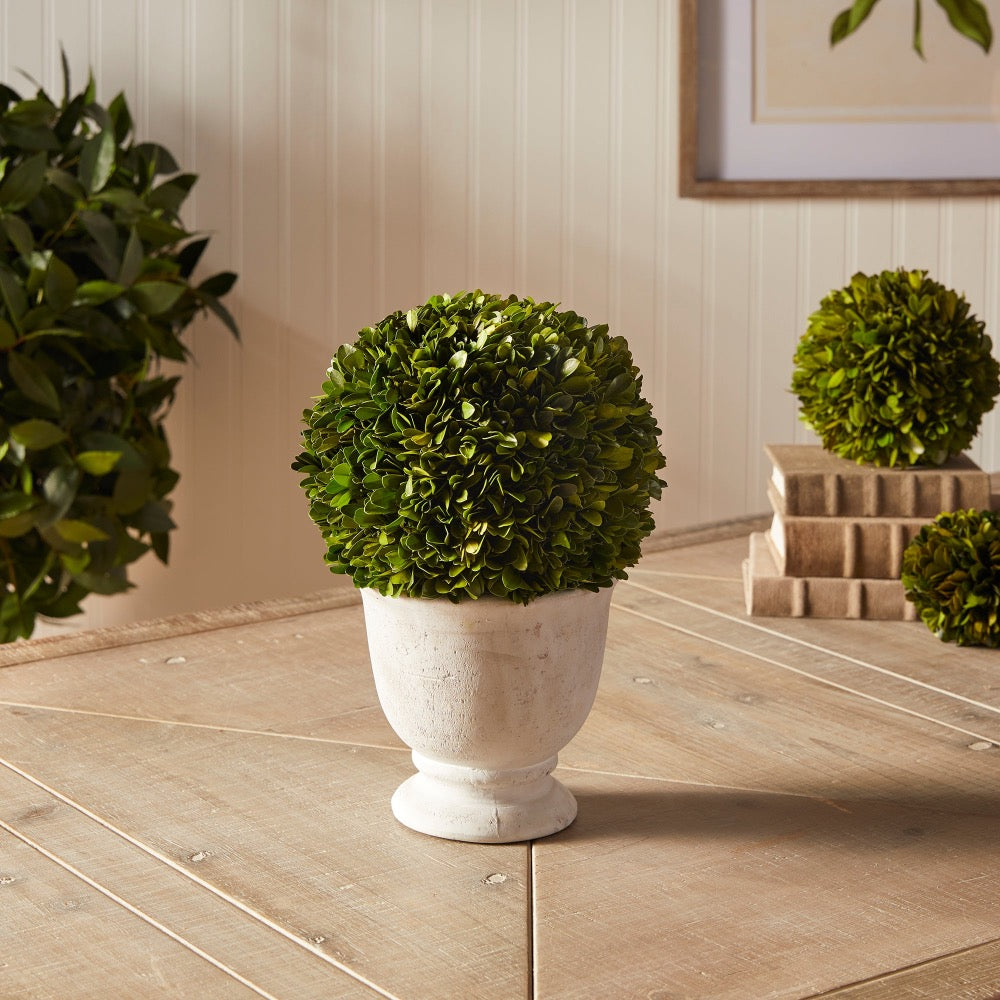 large round green topiary boxwood white vase