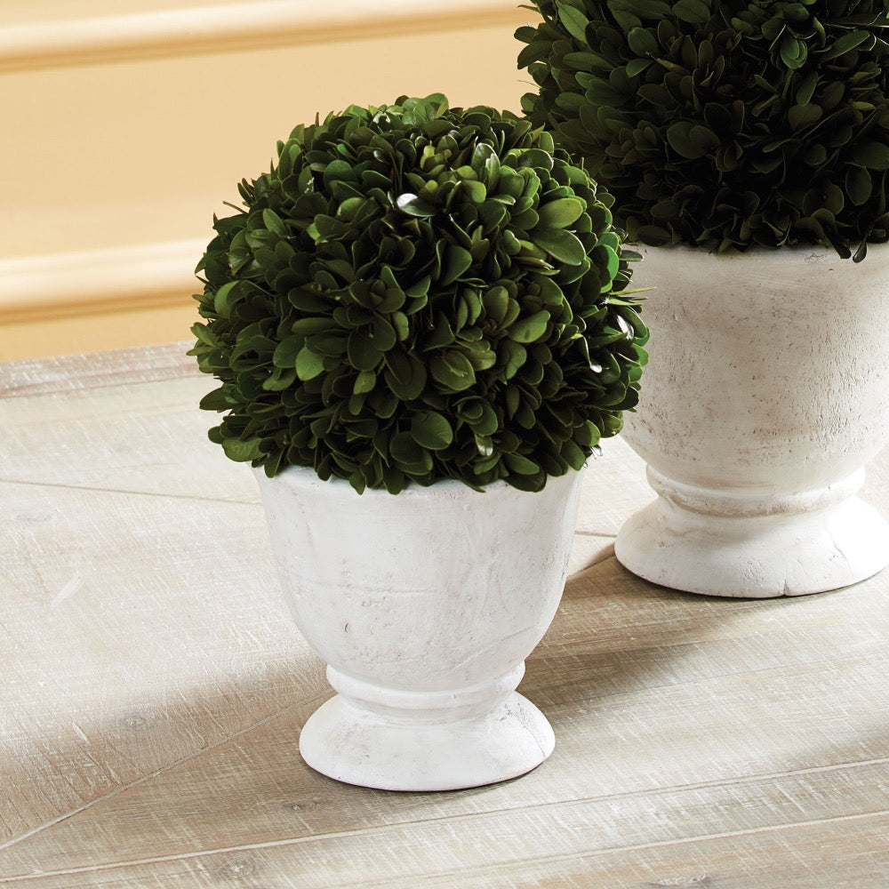 small round green topiary boxwood white vase