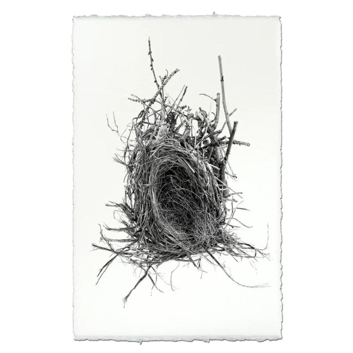 Photography Art - Nest Study #12 (paper, size + frame options) by Barloga Studios
