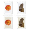 The Collective Succulents Photography Art from Barloga Studios features floral and wing illustrations displayed in acrylic frames, offering various hardware and handmade paper types for unique framing options, all divided into four quadrants.