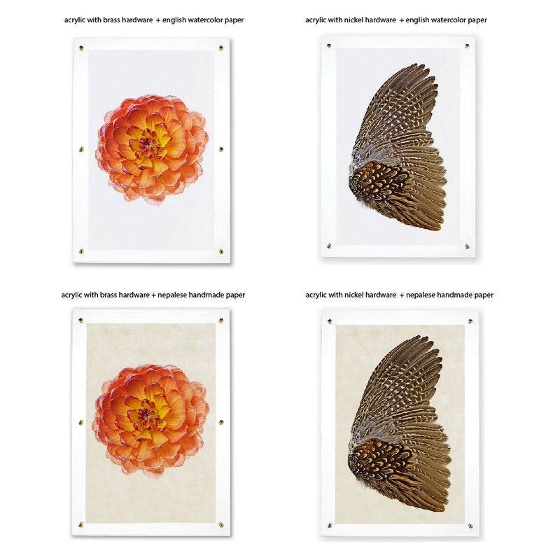 The Collective Succulents Photography Art from Barloga Studios features floral and wing illustrations displayed in acrylic frames, offering various hardware and handmade paper types for unique framing options, all divided into four quadrants.