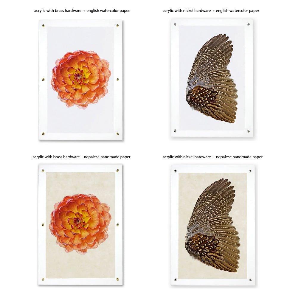 Four artworks: two floral including Barloga Studios' Hydrangeas photo, and two feather pieces in diverse archival wood frames.