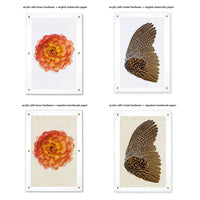 Barloga Studios’ Murex Study—Pink Murex photo art, framed, with various size and style options available.