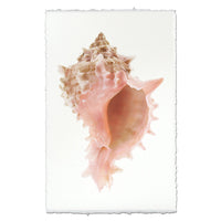 Close-up of a pink and beige shell on a textured white background