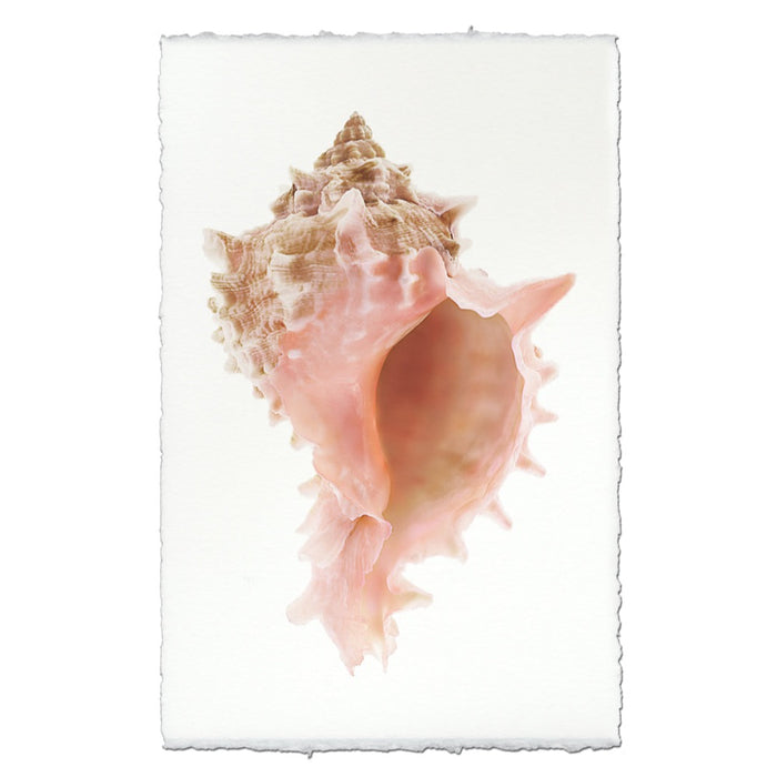 Close-up of a pink and beige shell on a textured white background