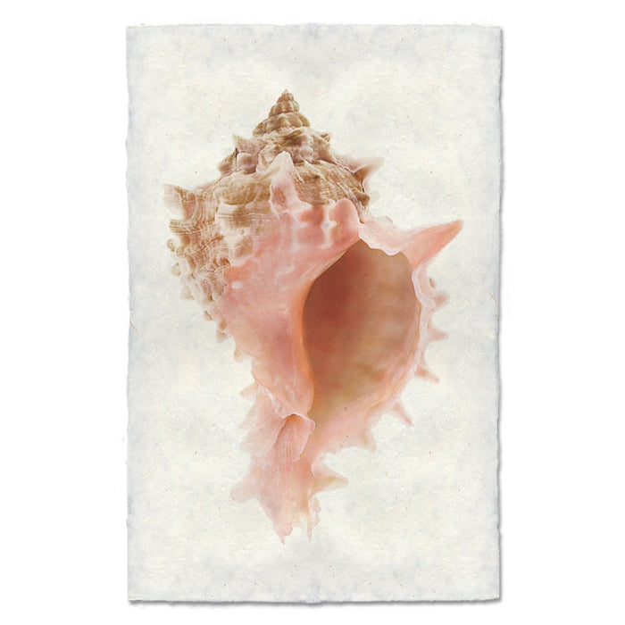 Art print with a large shell design on a white background