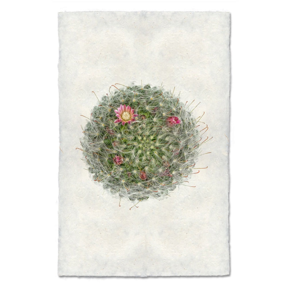 photography art powder puff cactus