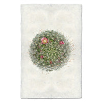 photography art powder puff cactus