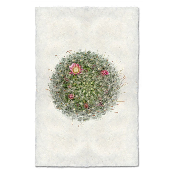 photography art powder puff cactus
