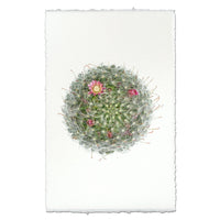 photography art powder puff cactus