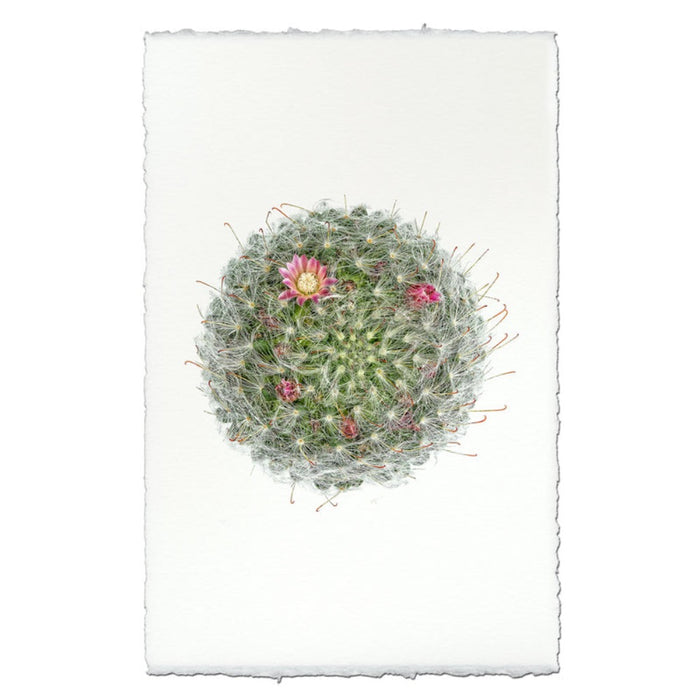 photography art powder puff cactus
