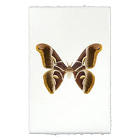 Art print featuring a detailed scientific illustration of a brown and gold moth on a white background with torn paper edges.