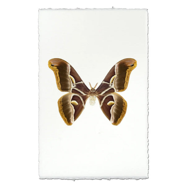 Art print featuring a detailed scientific illustration of a brown and gold moth on a white background with torn paper edges.