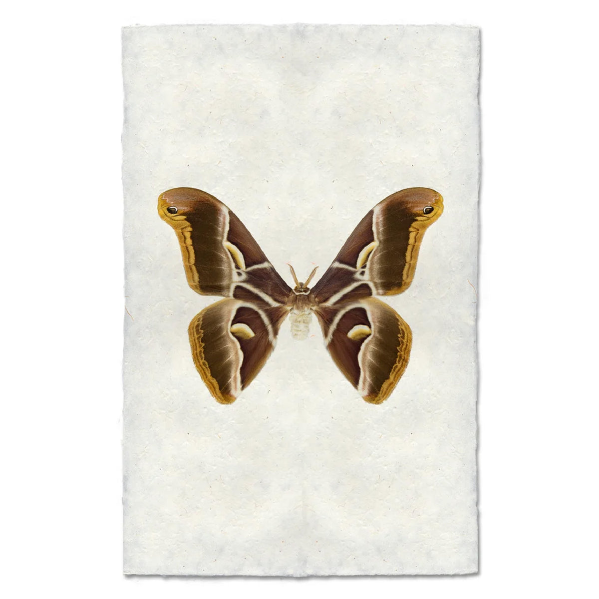 Art print featuring a detailed illustration of a brown and gold moth in the center, set against a textured off-white background.