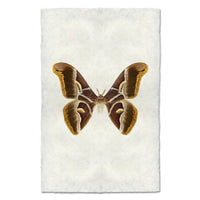 Art print featuring a detailed illustration of a brown and gold moth in the center, set against a textured off-white background.