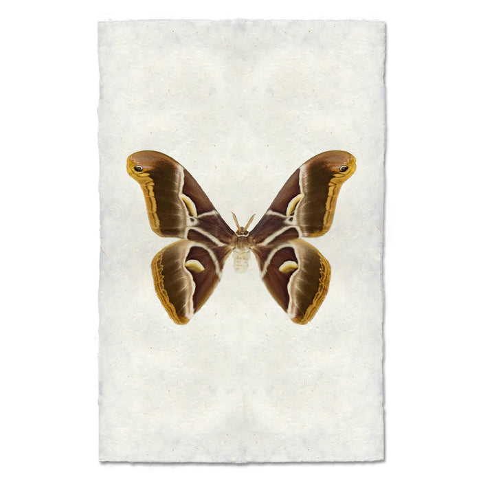 Art print featuring a detailed illustration of a brown and gold moth in the center, set against a textured off-white background.