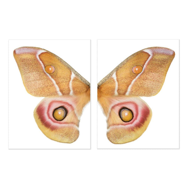 butterfly papilionoidea photography large yellow handmade paper