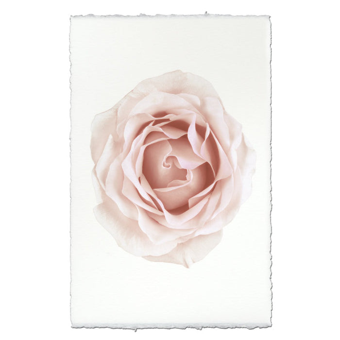 photography art pink rose