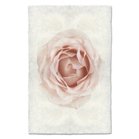 photography art pink rose