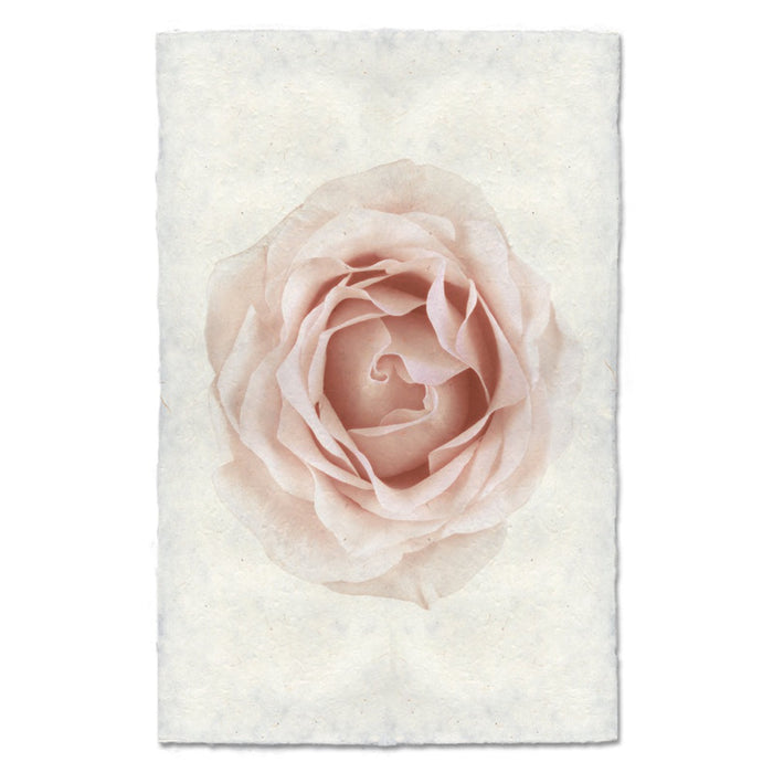 photography art pink rose