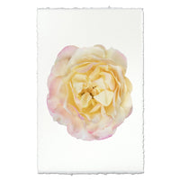 photography art pink yellow rose