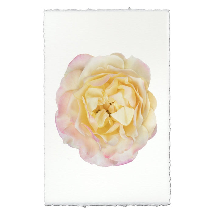 photography art pink yellow rose