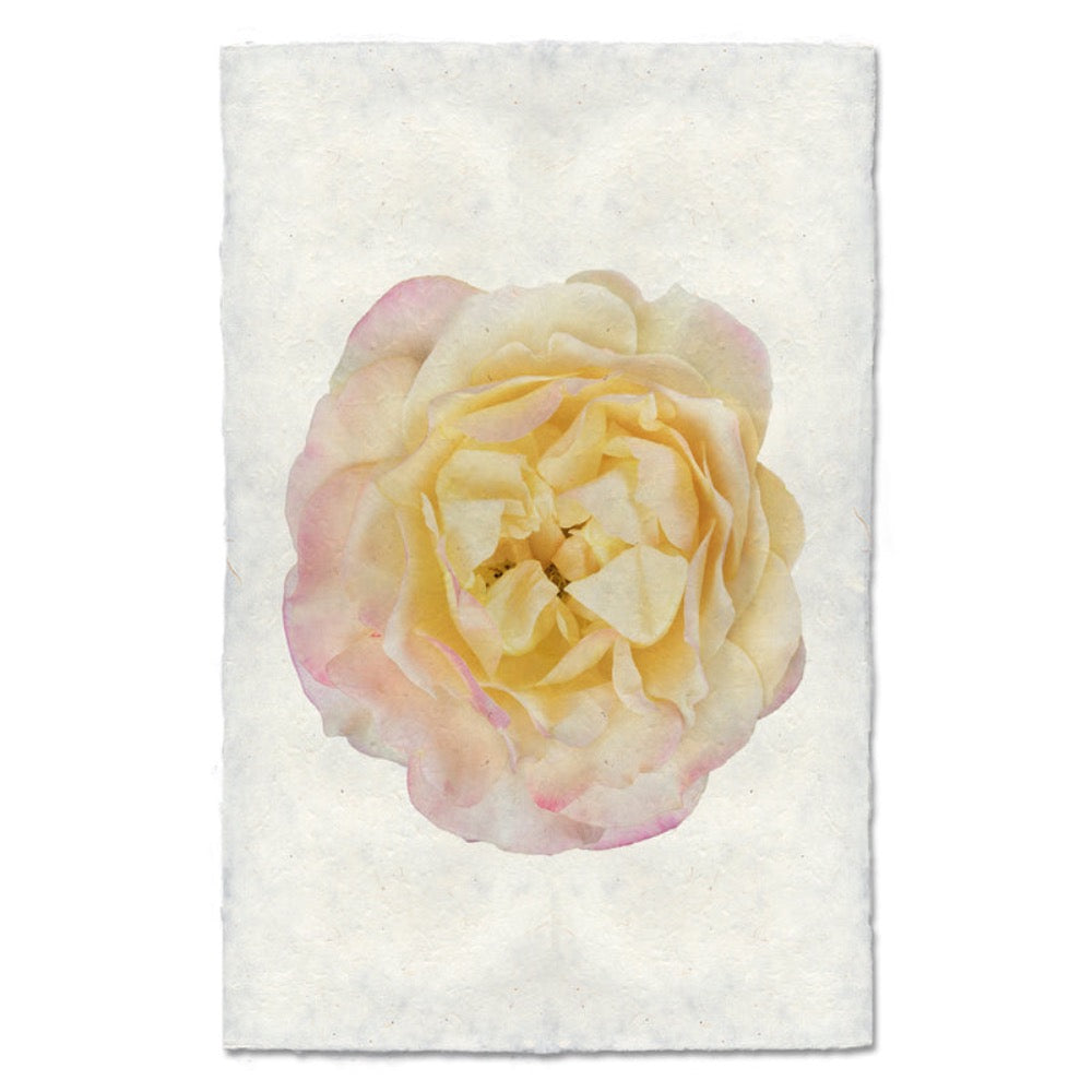 photography art pink yellow rose