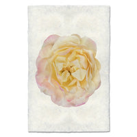 photography art pink yellow rose
