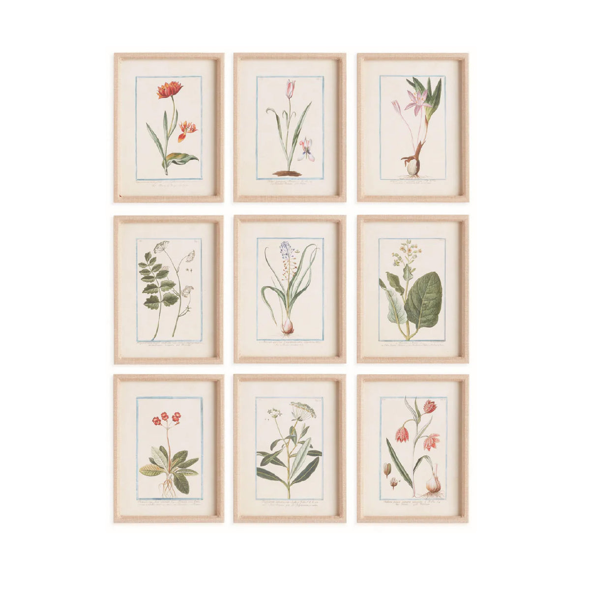 Set of nine framed botanical prints on a white background