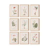 Set of nine framed botanical prints on a white background