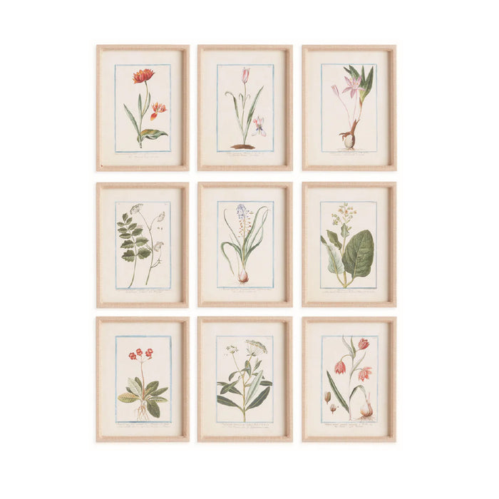 Set of nine framed botanical prints on a white background