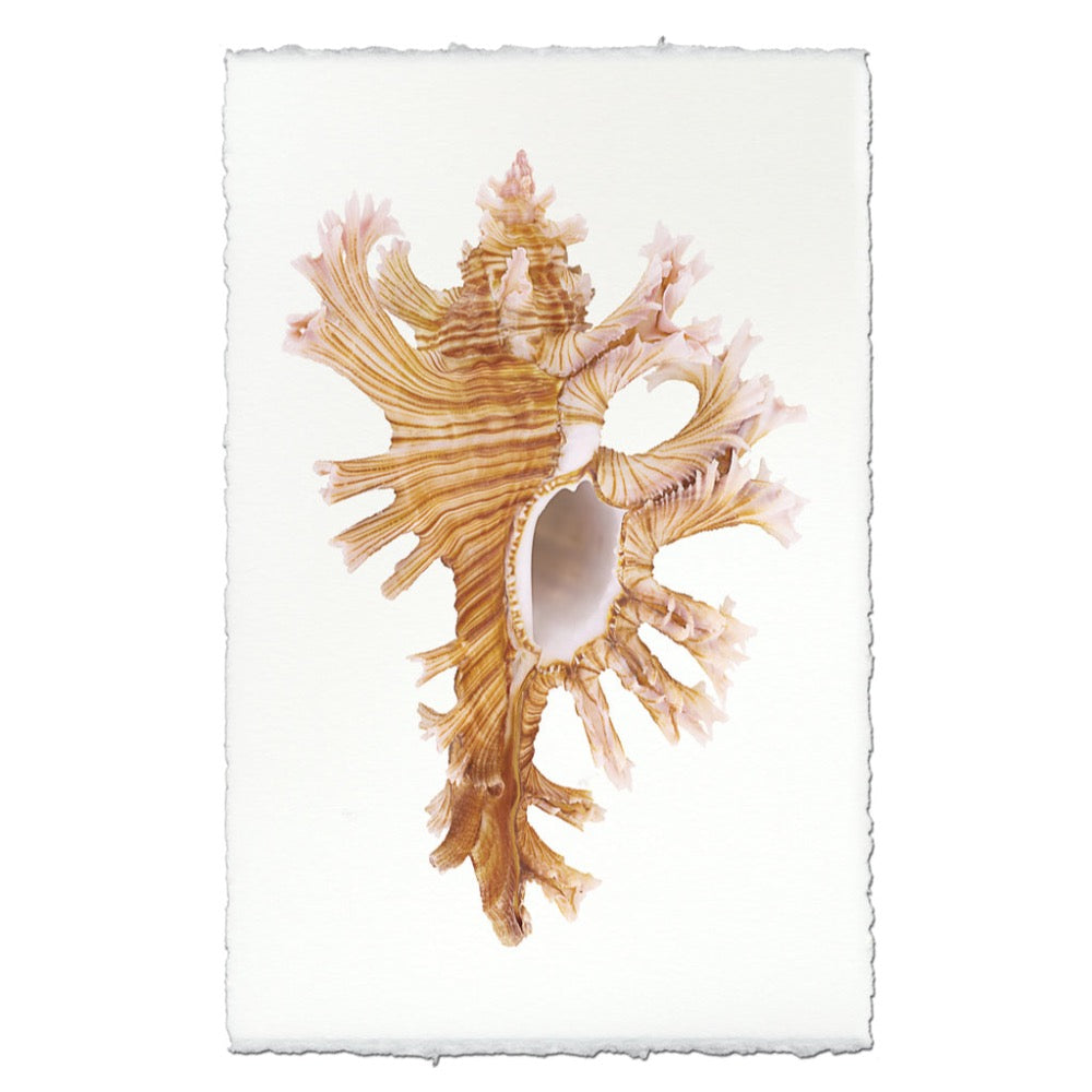 Decorative seashell with intricate patterns on a white background