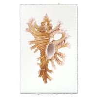 Decorative seashell with intricate patterns on a white background
