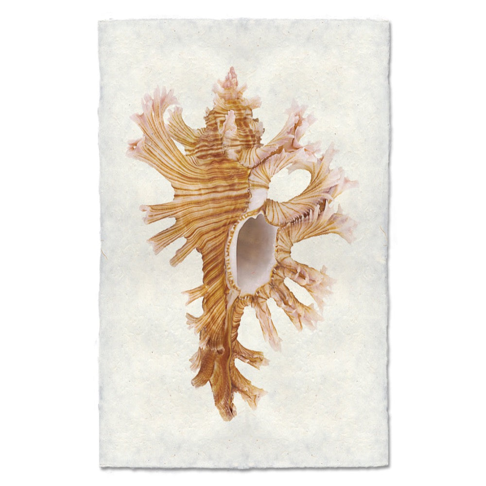 Decorative art priny with a seashell design on a white background