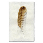 red tailed hawk feather framed photography art