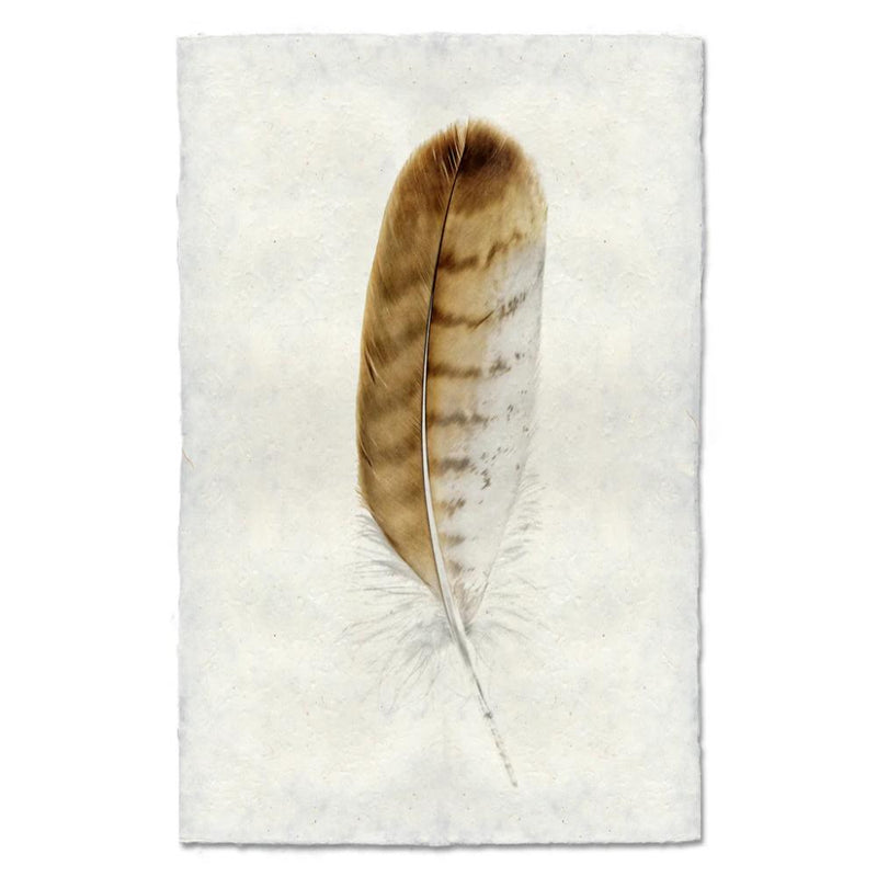 red tailed hawk feather framed photography art