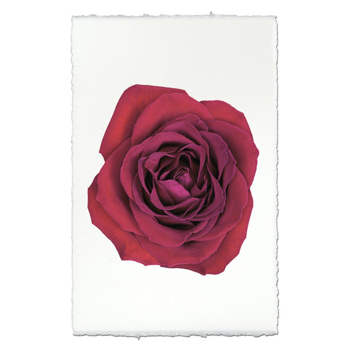 photography art red rose