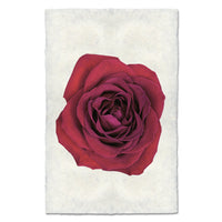 photography art red rose