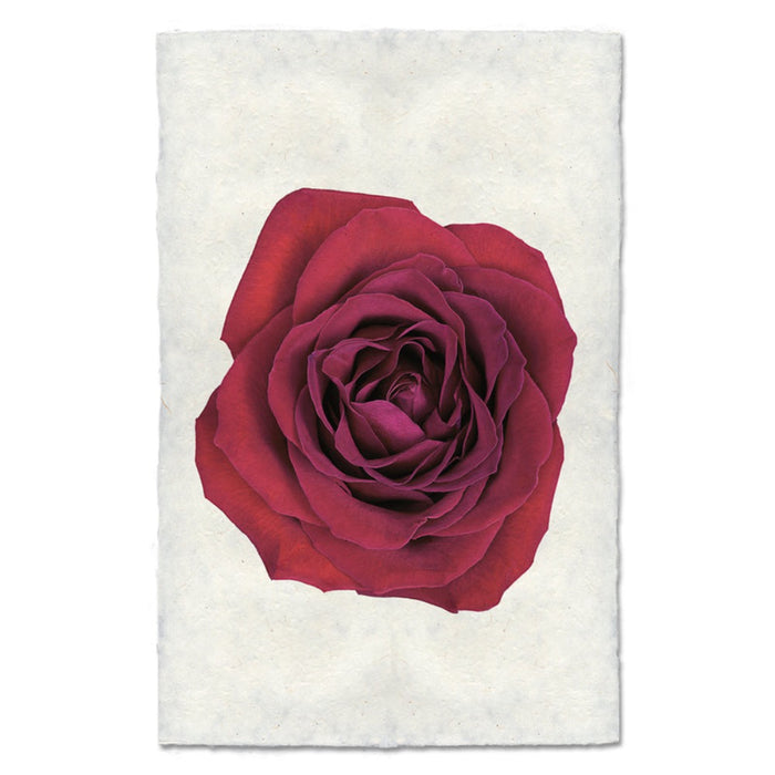 photography art red rose