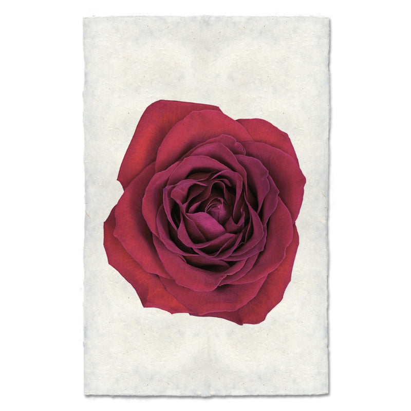 photography art red rose