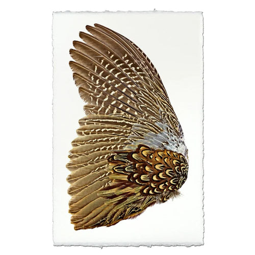 left facing pheasant feathers  gold brown wall art